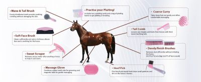 Why Grooming Matters: More Than Just a Clean Coat