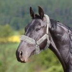 Harrison Howard Quick Grip-on Fitting Injury Prevention Horse Halter Fleece Cover Set 9 pieces