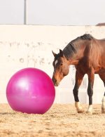 Harrison Howard Howdy Bally Mega Horse Play Ball Anti-Burst Giant Horse Ball 22 Inch-Magenta - Image 6
