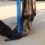 Harrison Howard Flexible Horse Soft Measuring Tape for Equine Use Accurate Weight and Height Scale Standard & Metric Measurements (3/Pack)  (6.6 feet) - Image 7