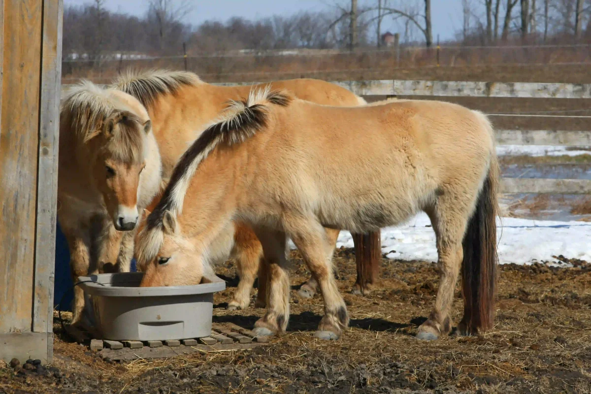 ponies eating from a shared feed bowl in an outdoor paddock during winter
