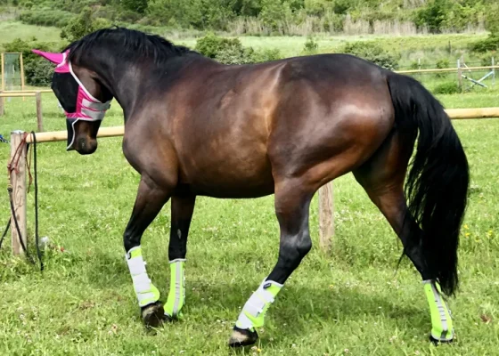 Keeping Legs Calm and Comfortable