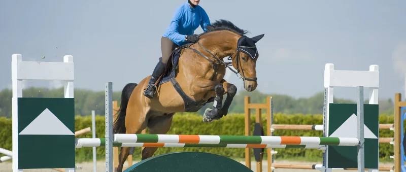 Mastering the Basics: Essential Riding Tips for Every Equestrian
