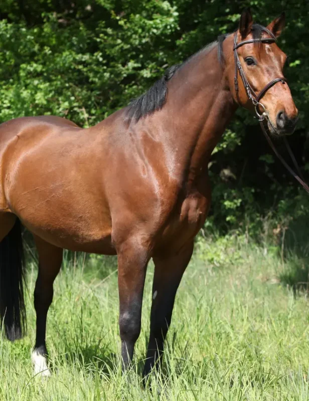 Understanding the Horse’s Back: Why Proper Support Matters in Riding