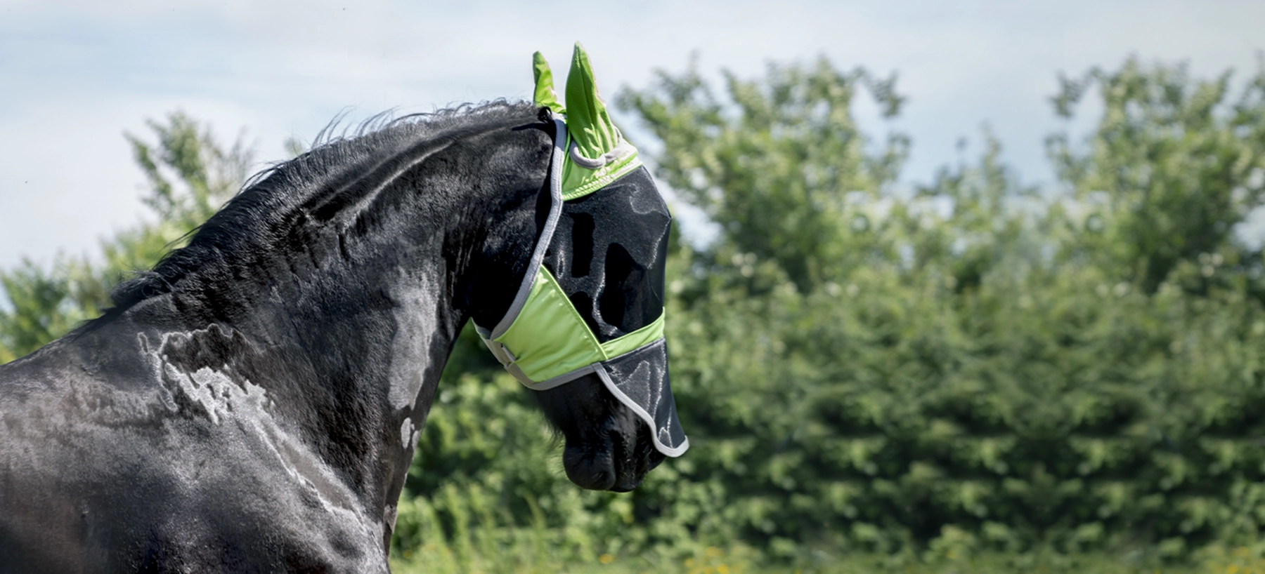A black horse standing outdoors against a leafy green background, wearing a bright green horse fly mask in the sunlight.