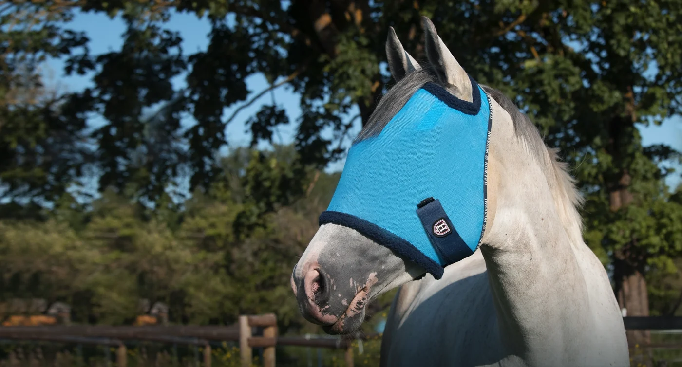 A gray horse standing outdoors in a paddock, wearing a bright blue horse fly mask that covers its face and ears.