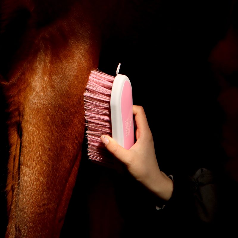 Grooming a horse with a pink body brush, showing coat care and cleaning