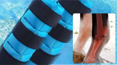 Protecting Your Horse's Delicate Legs: Introducing the Harrison Howard Ice Therapy Boots